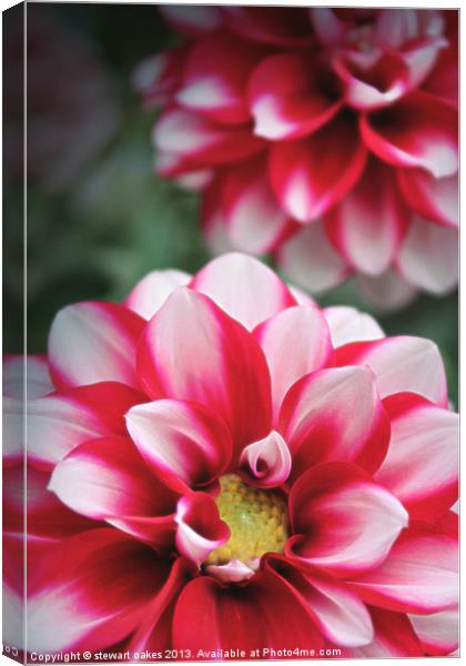floral collection 5 Canvas Print by stewart oakes