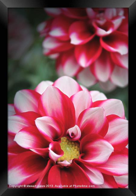 floral collection 5 Framed Print by stewart oakes