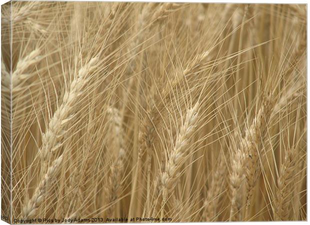 Wheat Field Canvas Print by Pics by Jody Adams