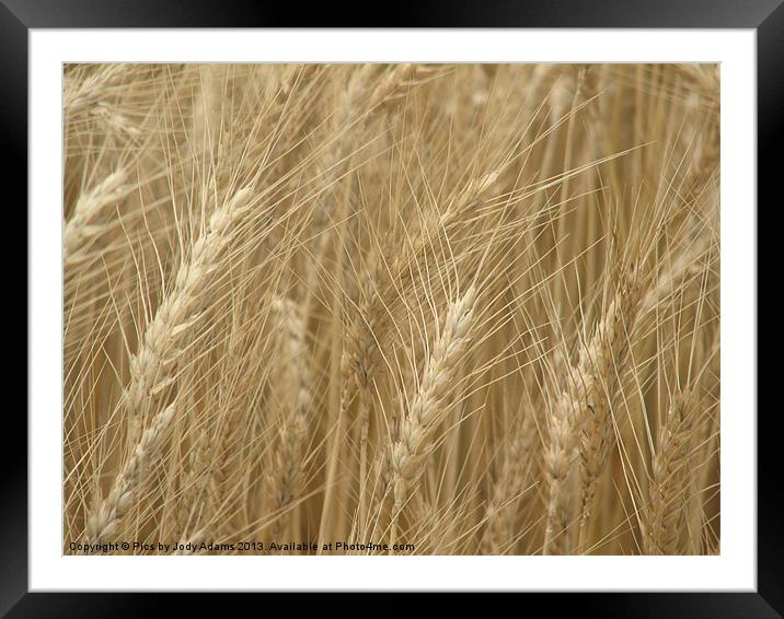 Wheat Field Framed Mounted Print by Pics by Jody Adams