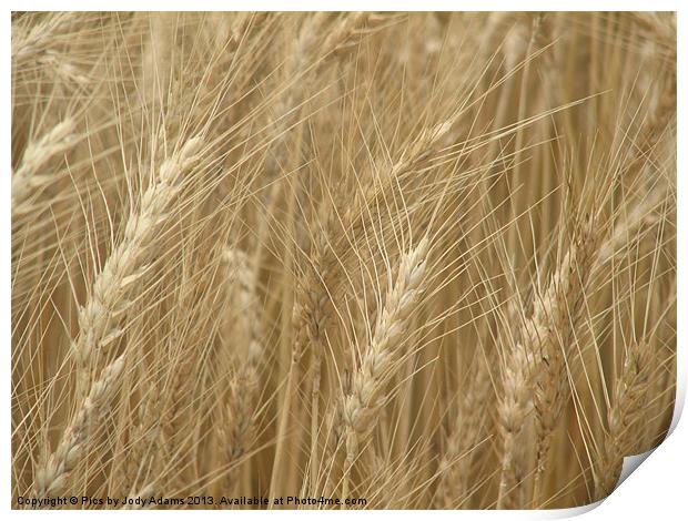 Wheat Field Print by Pics by Jody Adams