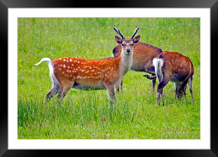 Fallow deer Framed Mounted Print by Tony Murtagh