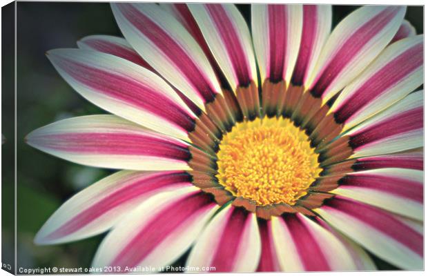 floral collection 7 Canvas Print by stewart oakes
