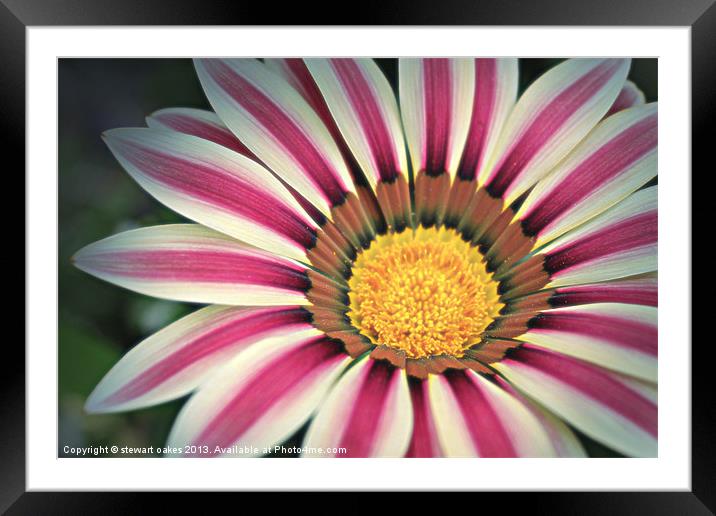 floral collection 7 Framed Mounted Print by stewart oakes