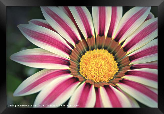 floral collection 7 Framed Print by stewart oakes