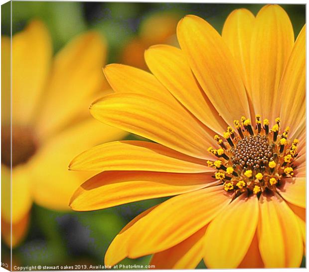 floral collection 8 Canvas Print by stewart oakes