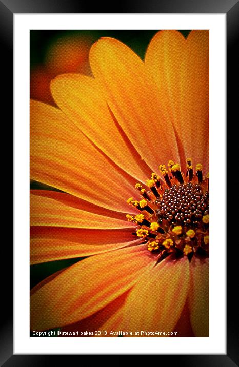 floral collection 9 Framed Mounted Print by stewart oakes
