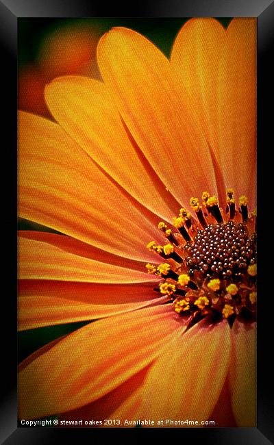 floral collection 9 Framed Print by stewart oakes