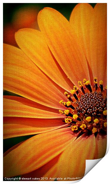 floral collection 9 Print by stewart oakes