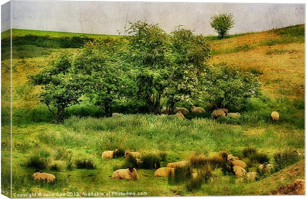 Meadow Sheep Canvas Print by Julie Coe