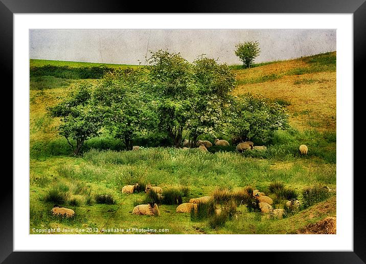 Meadow Sheep Framed Mounted Print by Julie Coe