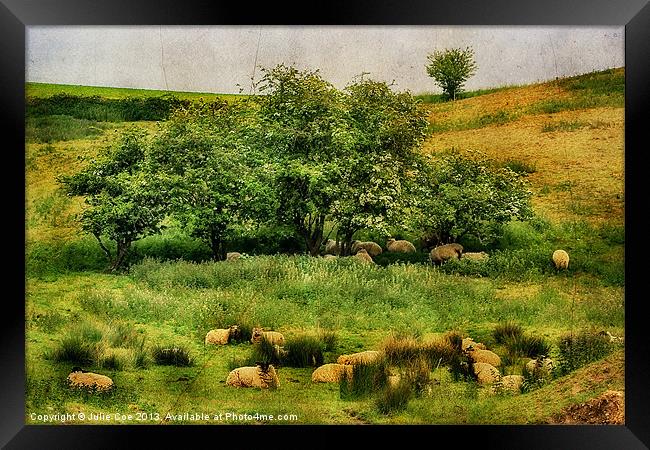 Meadow Sheep Framed Print by Julie Coe