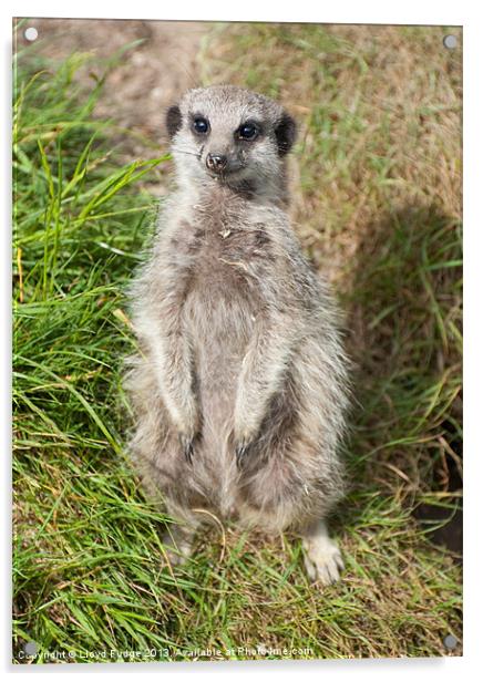 meerkat sat down in the grass Acrylic by Lloyd Fudge