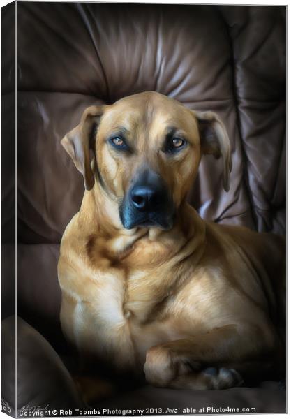 A PROUD PORTRAIT Canvas Print by Rob Toombs
