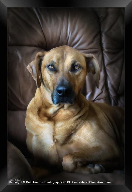 A PROUD PORTRAIT Framed Print by Rob Toombs
