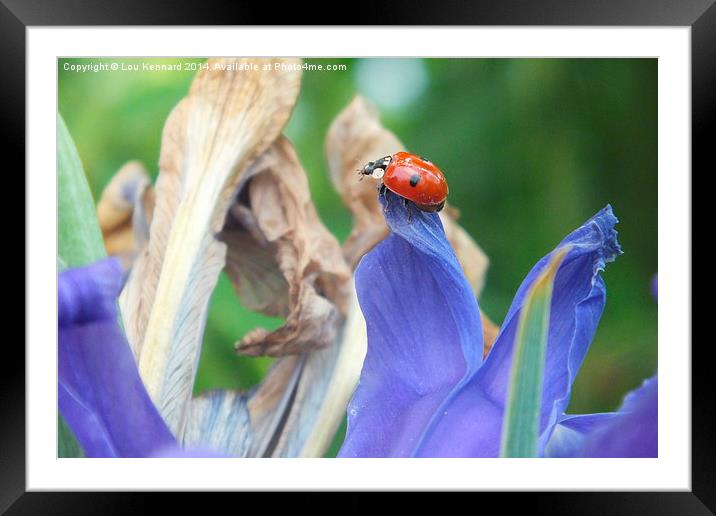 Ladybird take off Framed Mounted Print by Lou Kennard