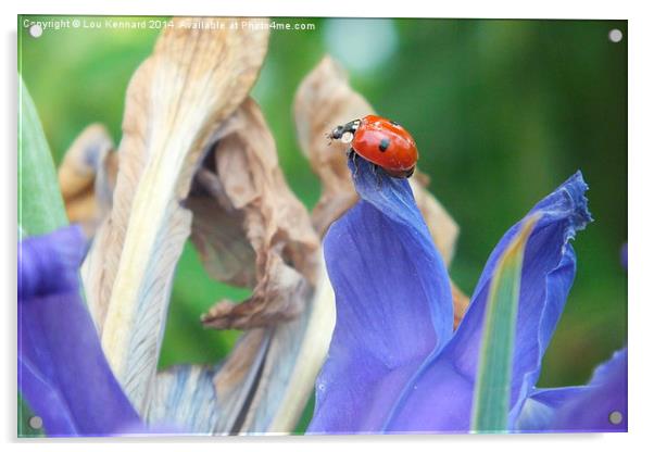 Ladybird take off Acrylic by Lou Kennard