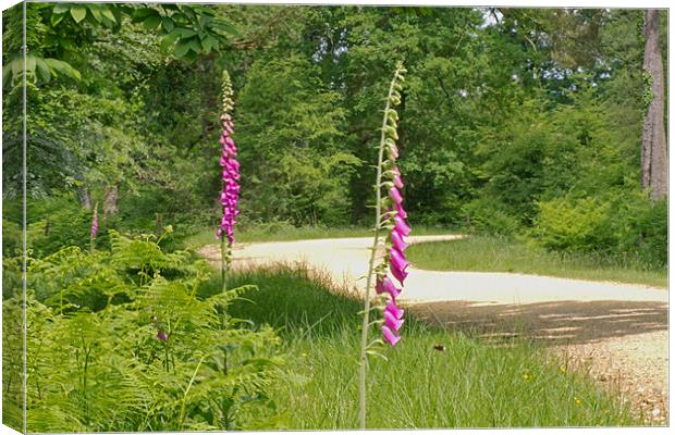 Foxgloves in New Forest Canvas Print by Tony Murtagh