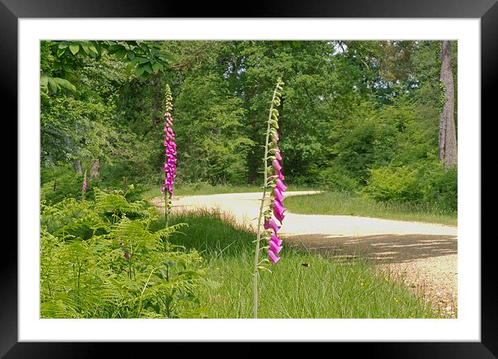 Foxgloves in New Forest Framed Mounted Print by Tony Murtagh