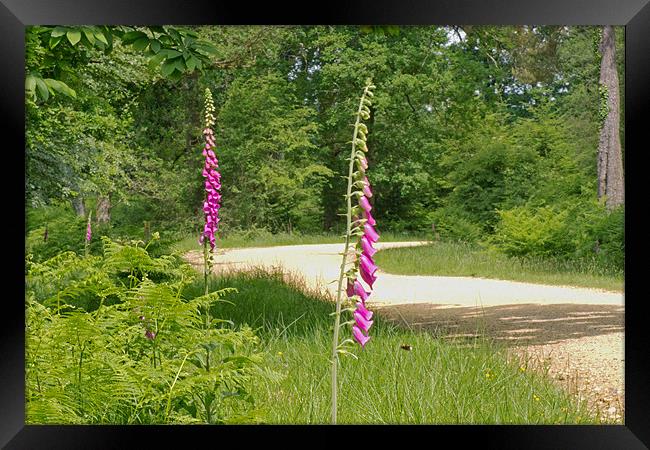 Foxgloves in New Forest Framed Print by Tony Murtagh