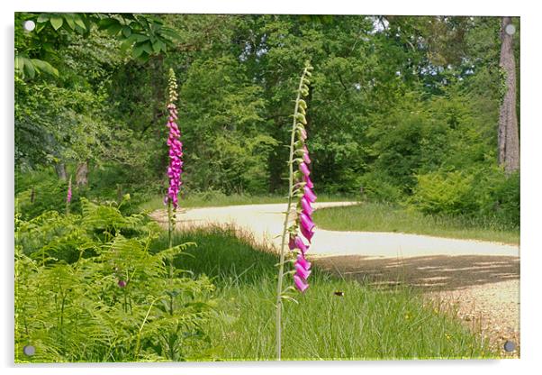 Foxgloves in New Forest Acrylic by Tony Murtagh
