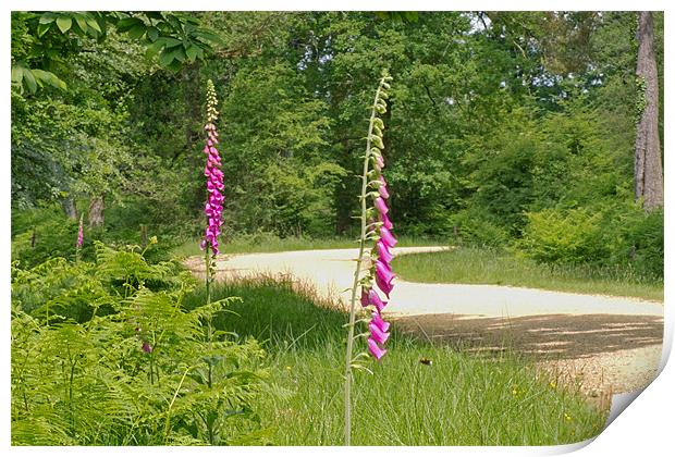 Foxgloves in New Forest Print by Tony Murtagh