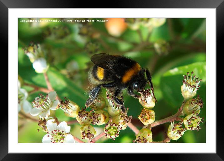 Not Just Another Bee Framed Mounted Print by Lou Kennard