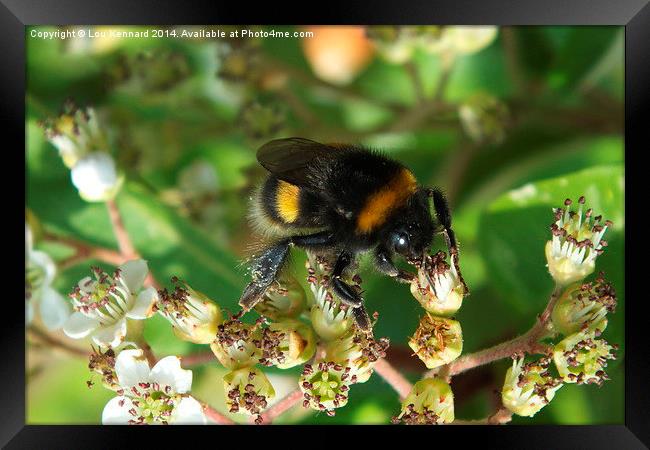 Not Just Another Bee Framed Print by Lou Kennard