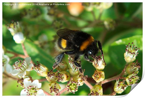 Not Just Another Bee Print by Lou Kennard