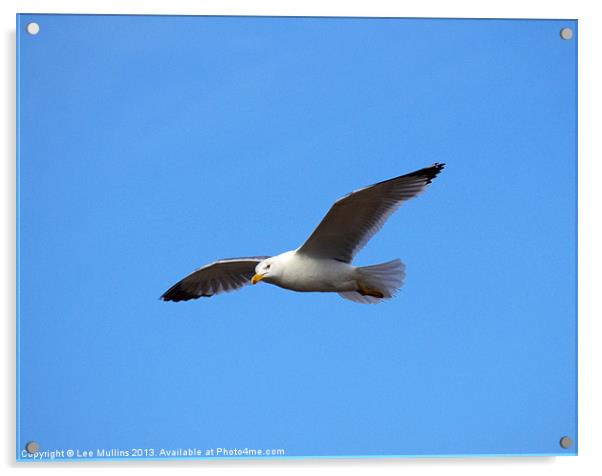 Lesser Black-backed Gull in flight Acrylic by Lee Mullins