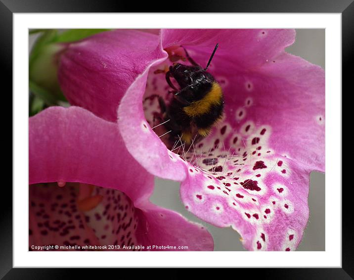 Busy Bee 3 Framed Mounted Print by michelle whitebrook