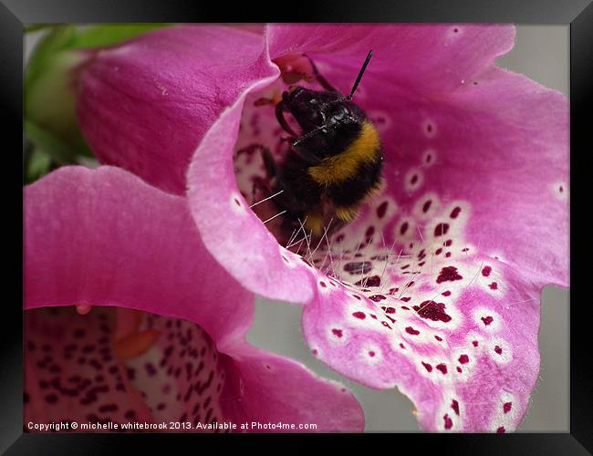 Busy Bee 3 Framed Print by michelle whitebrook