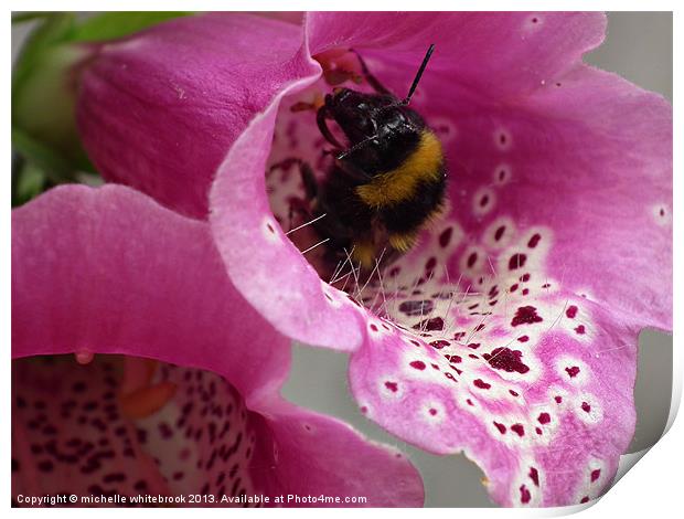 Busy Bee 3 Print by michelle whitebrook