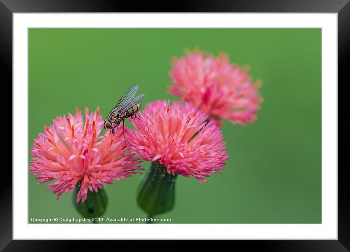 pink flowers being polinated by a fly Framed Mounted Print by Craig Lapsley