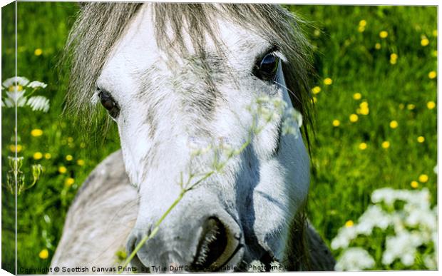 Pony Eating Flowers Canvas Print by Tylie Duff Photo Art