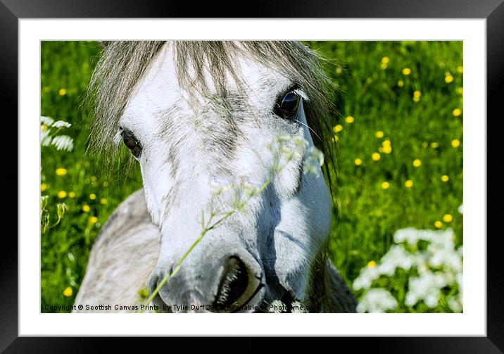 Pony Eating Flowers Framed Mounted Print by Tylie Duff Photo Art