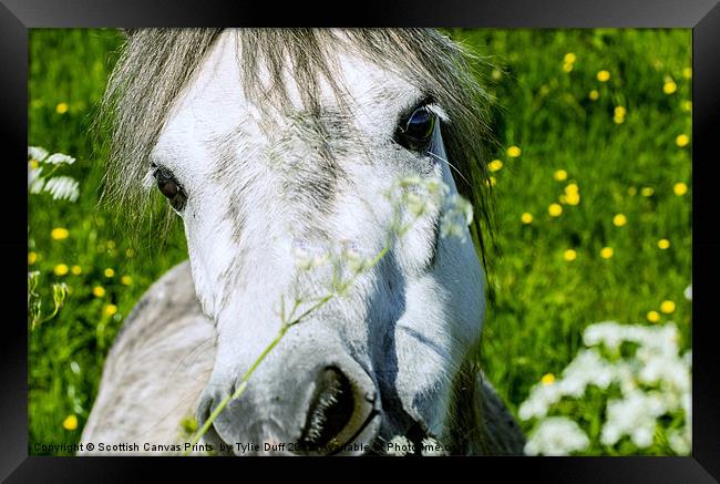 Pony Eating Flowers Framed Print by Tylie Duff Photo Art