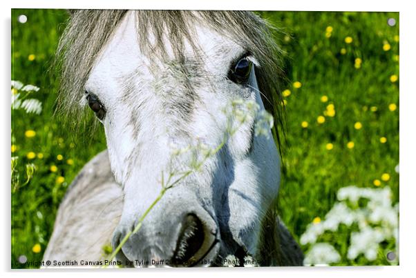 Pony Eating Flowers Acrylic by Tylie Duff Photo Art