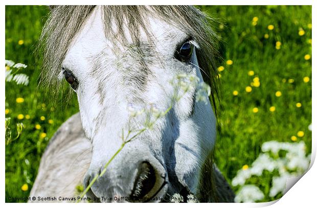 Pony Eating Flowers Print by Tylie Duff Photo Art
