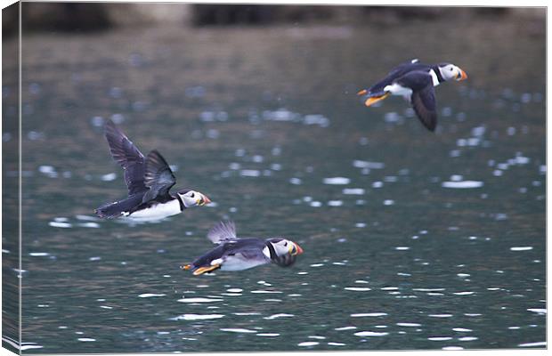 Puffins in Flight Canvas Print by Simon West