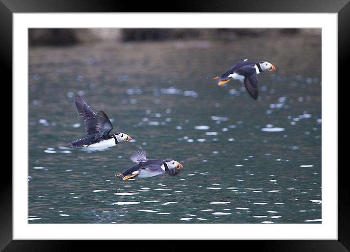 Puffins in Flight Framed Mounted Print by Simon West