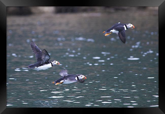 Puffins in Flight Framed Print by Simon West