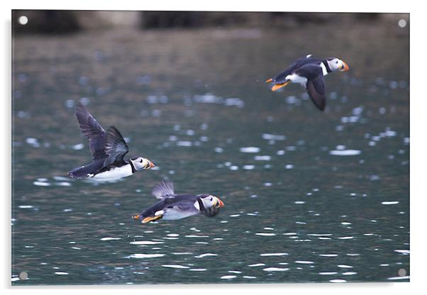 Puffins in Flight Acrylic by Simon West