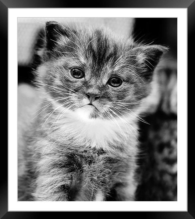 Kitten in mono Framed Mounted Print by Jennie Franklin