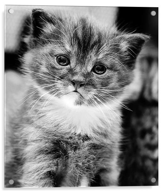 Kitten in mono Acrylic by Jennie Franklin