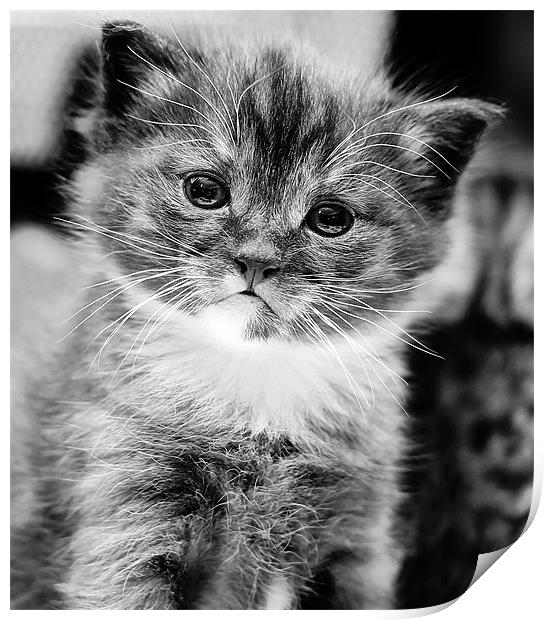 Kitten in mono Print by Jennie Franklin