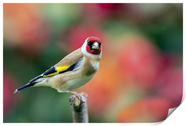 goldfinch Print by Kelvin Rumsby