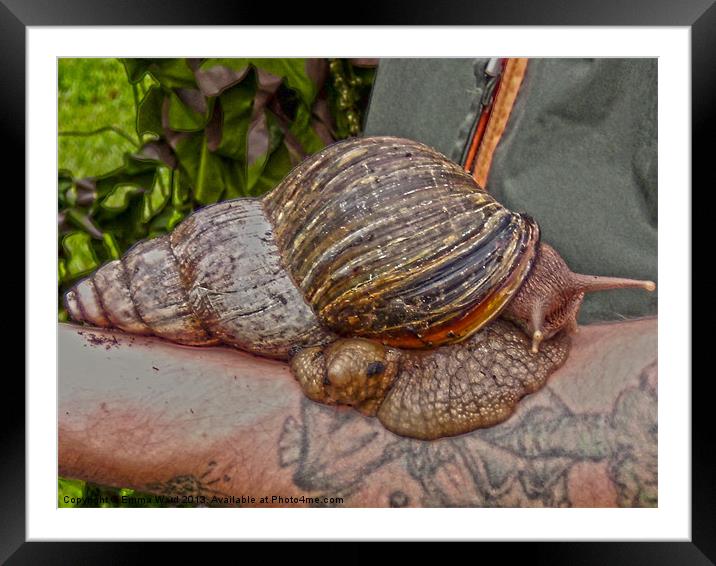 giant african snail Framed Mounted Print by Emma Ward
