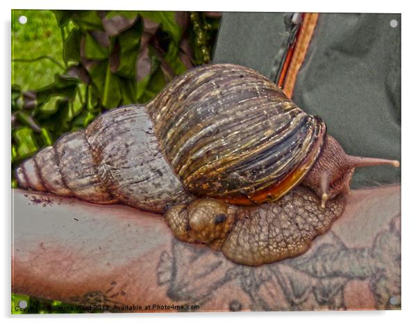 giant african snail Acrylic by Emma Ward