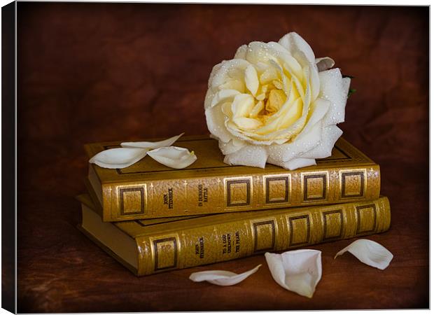 White Rose Canvas Print by Mark Llewellyn